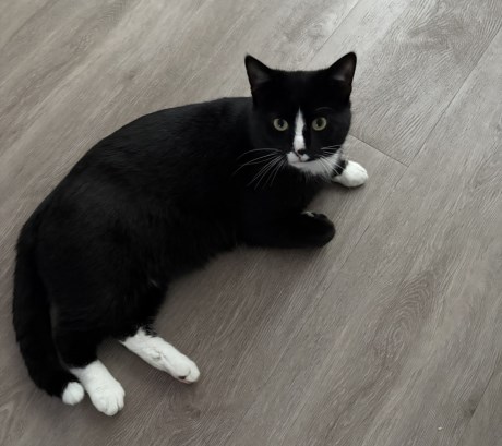 Kat Europese korthaar of huiskat