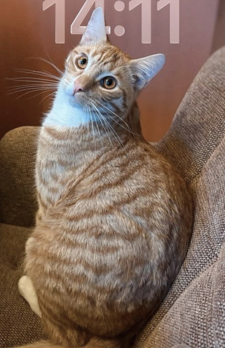 Kat Europese korthaar of huiskat