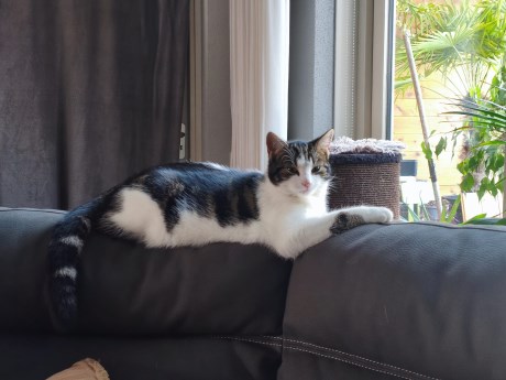 Kat Europese korthaar of huiskat