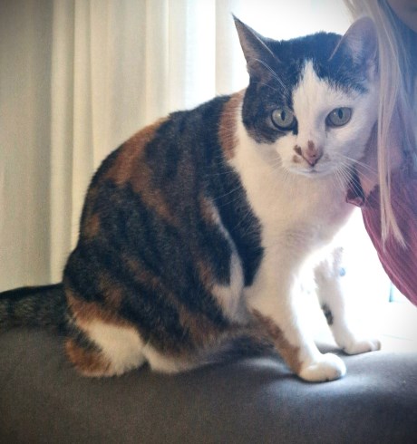 Kat Europese korthaar of huiskat