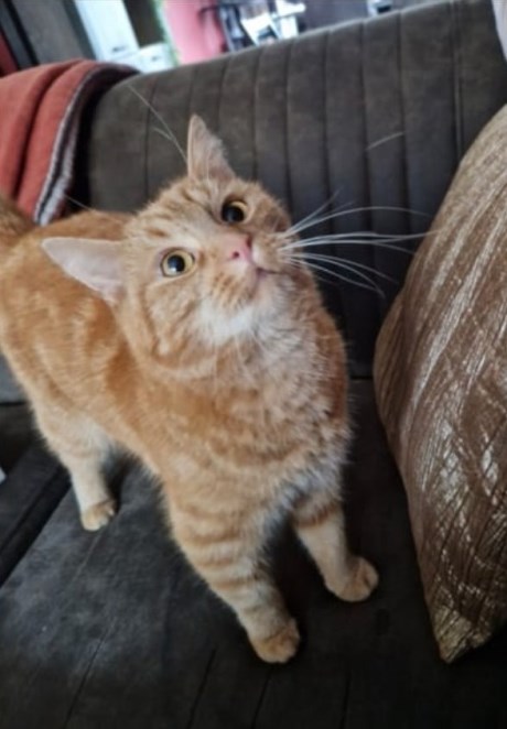 Kat Europese korthaar of huiskat