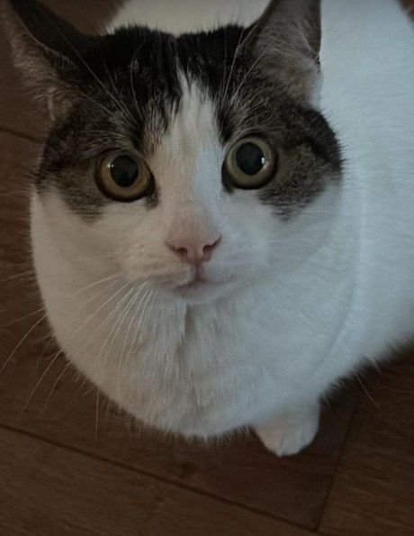 Kat Europese korthaar of huiskat