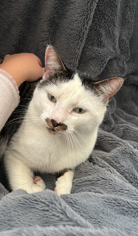 Kat Europese korthaar of huiskat