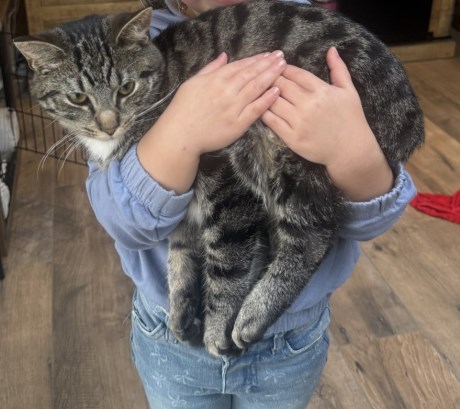 Kat Europese korthaar of huiskat