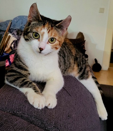 Kat Europese korthaar of huiskat