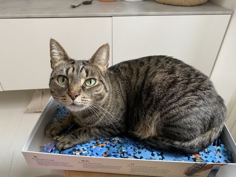 Kat Europese korthaar of huiskat