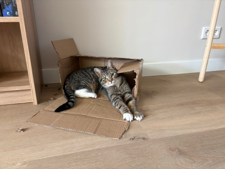 Kat Europese korthaar of huiskat