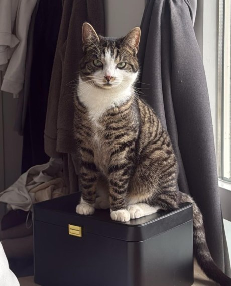 Kat Europese korthaar of huiskat