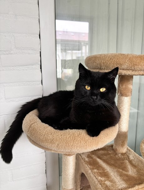 Kat Brits korthaar X