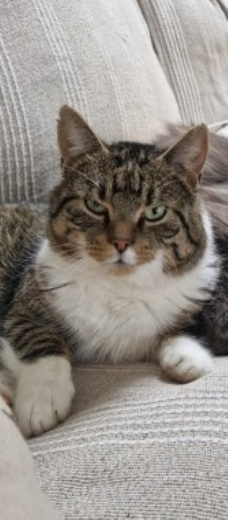 Kat Europese korthaar of huiskat