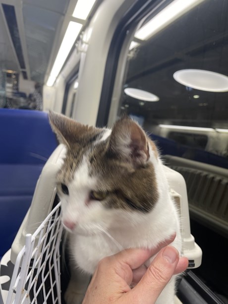 Kat Europese korthaar of huiskat