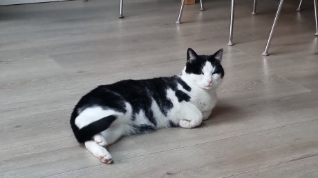 Kat Europese korthaar of huiskat