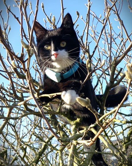 Kat Europese korthaar of huiskat