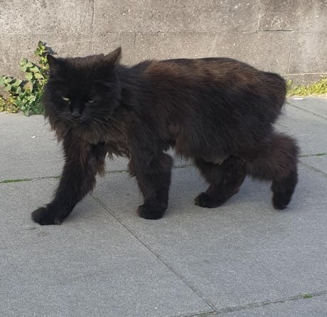 Kat Europese korthaar of huiskat