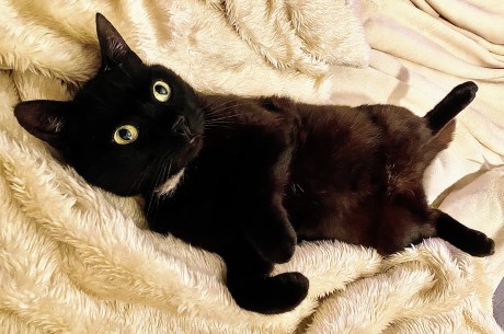 Kat Europese korthaar of huiskat