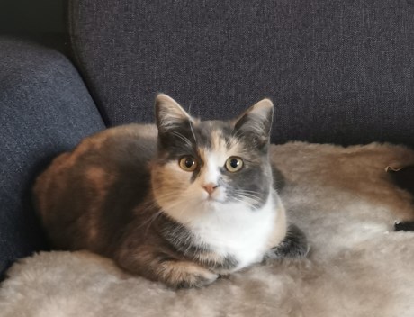 Kat Europese korthaar of huiskat