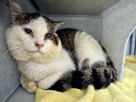 Kat Europese korthaar of huiskat