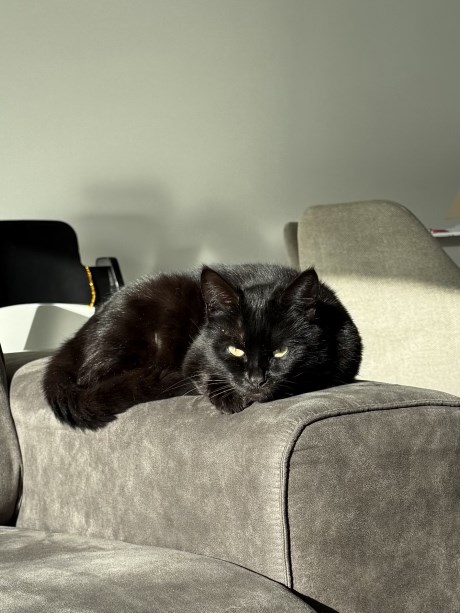 Kat Europese korthaar of huiskat