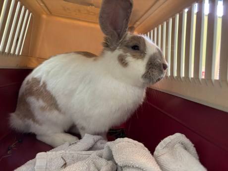 Knaagdier / Haasachtige Konijn