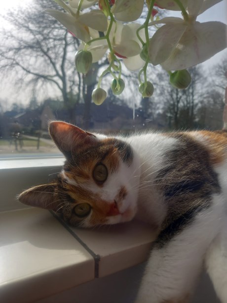 Kat Europese korthaar of huiskat