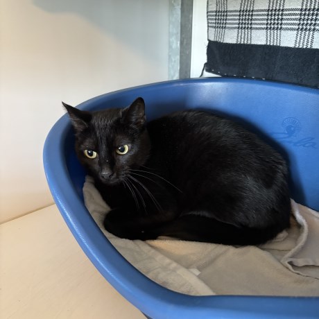 Kat Europese korthaar of huiskat