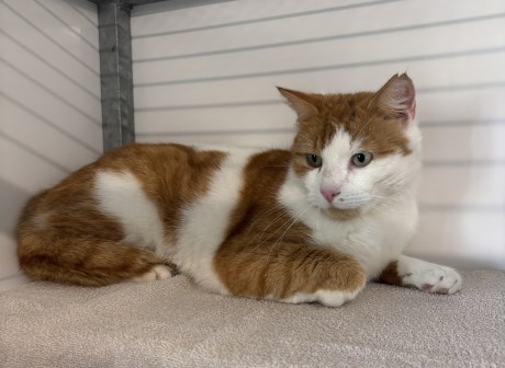 Kat Europese korthaar of huiskat