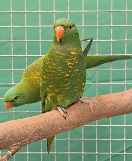 Vogel (Dwerg-)papegaai