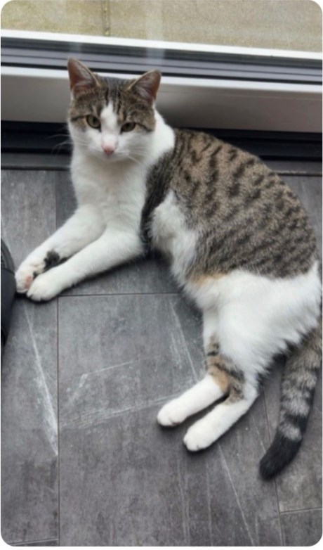 Kat Europese korthaar of huiskat