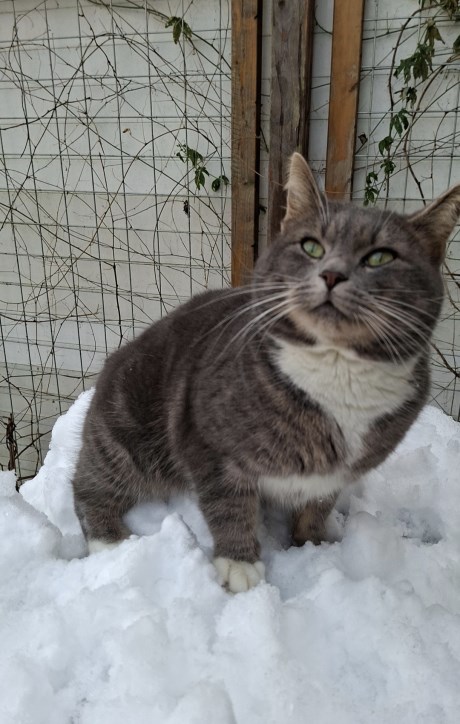 Kat Europese korthaar of huiskat