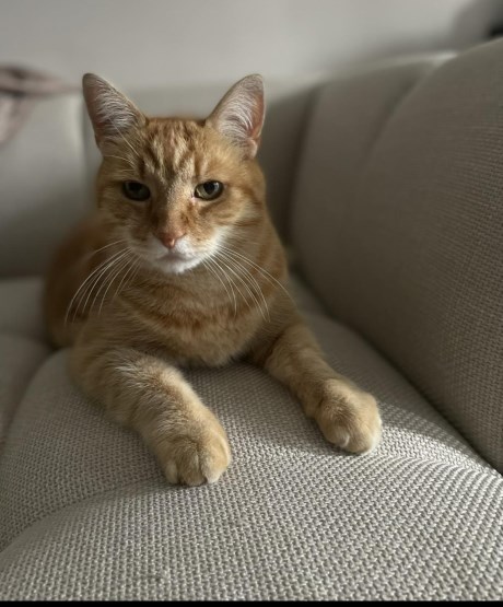 Kat Europese korthaar of huiskat