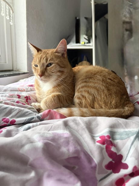 Kat Europese korthaar of huiskat