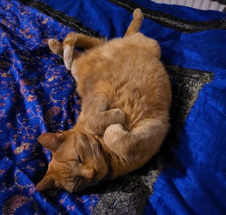 Kat Europese korthaar of huiskat