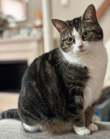 Kat Europese korthaar of huiskat