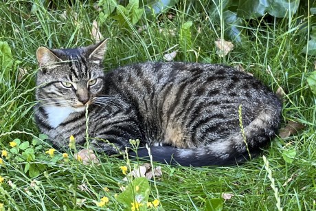 Kat Europese korthaar of huiskat