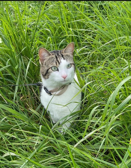 Kat Europese korthaar of huiskat