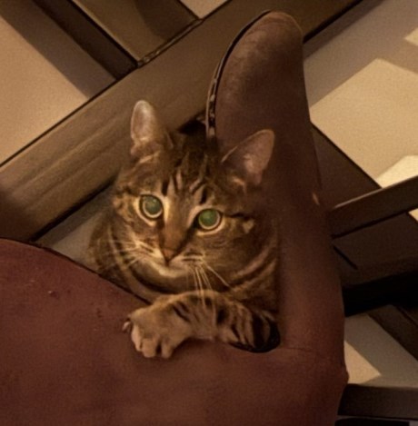 Kat Europese korthaar of huiskat