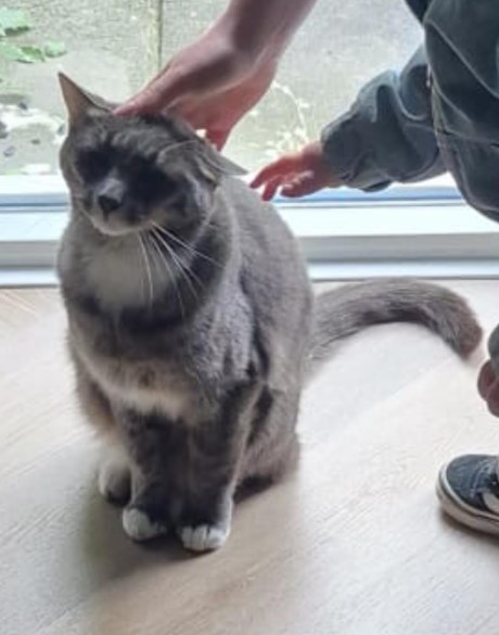 Kat Europese korthaar of huiskat