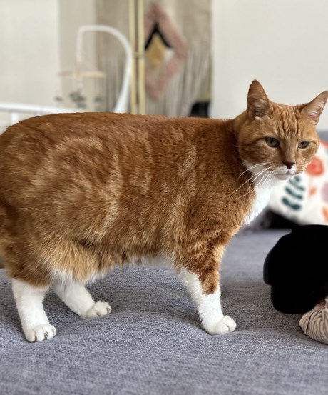 Kat Europese korthaar of huiskat