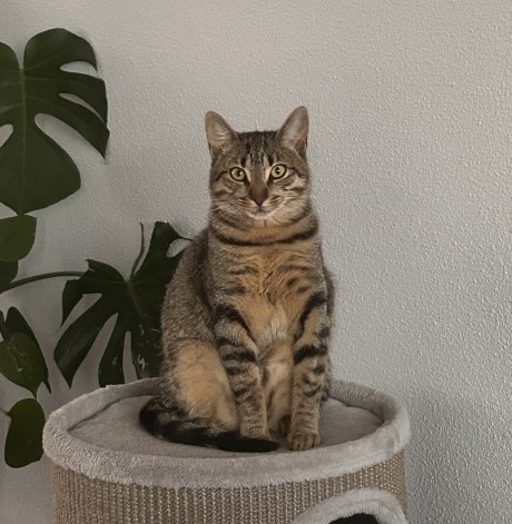 Kat Europese korthaar of huiskat