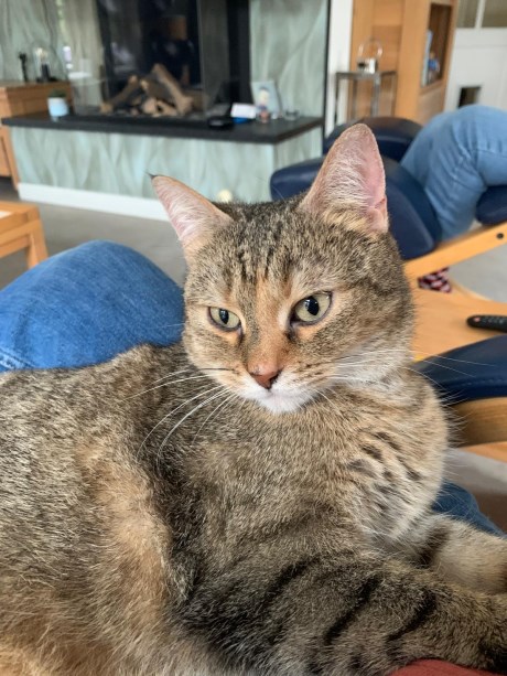 Kat Europese korthaar of huiskat