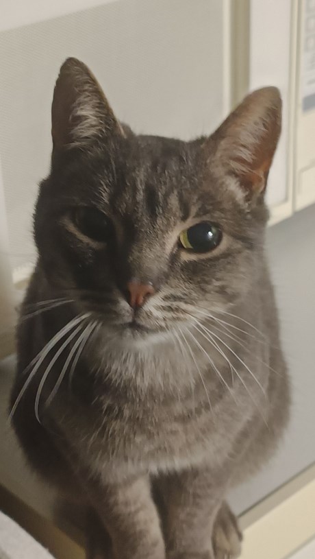 Kat Europese korthaar of huiskat