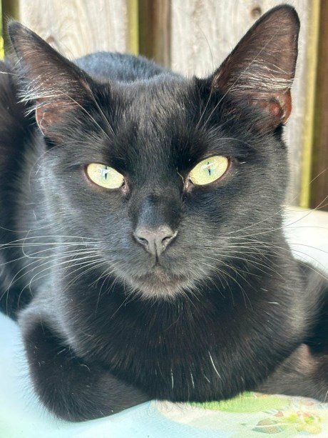 Kat Europese korthaar of huiskat