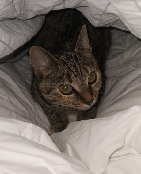 Kat Europese korthaar of huiskat