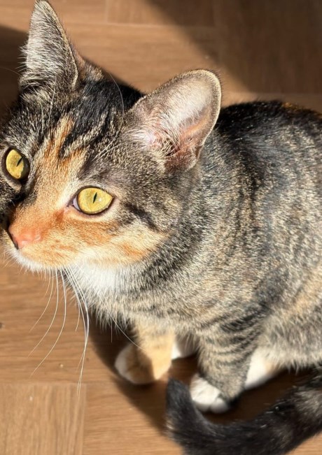 Kat Europese korthaar of huiskat