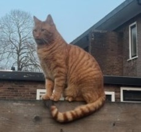 Kat Europese korthaar of huiskat