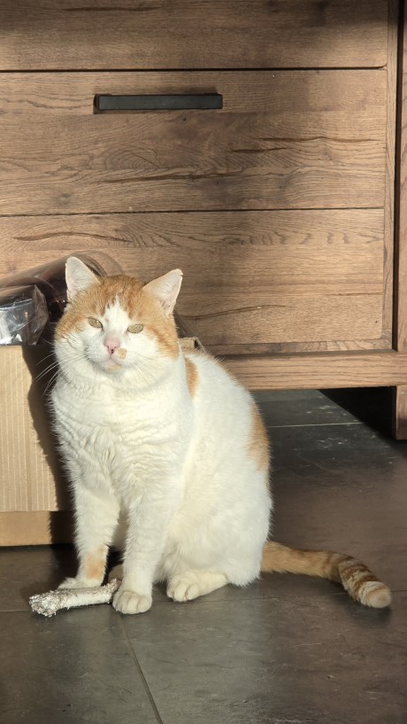 Kat Europese korthaar of huiskat