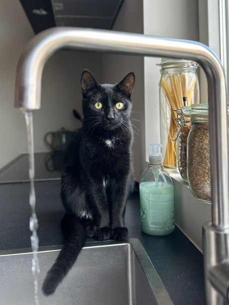 Kat Europese korthaar of huiskat