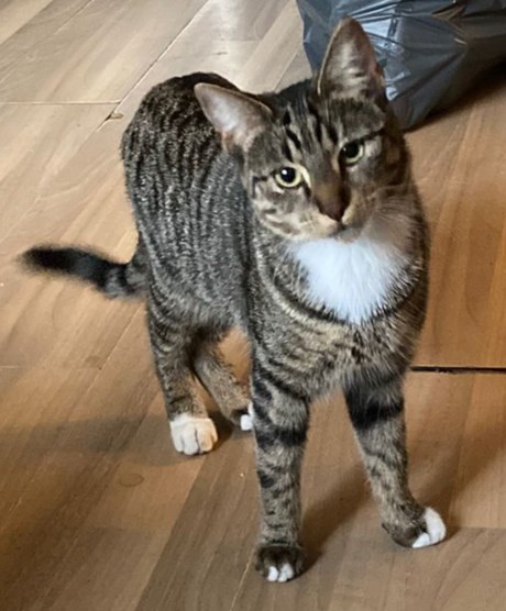 Kat Europese korthaar of huiskat