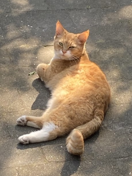 Kat Europese korthaar of huiskat