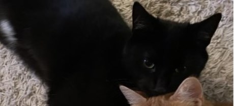 Kat Europese korthaar of huiskat